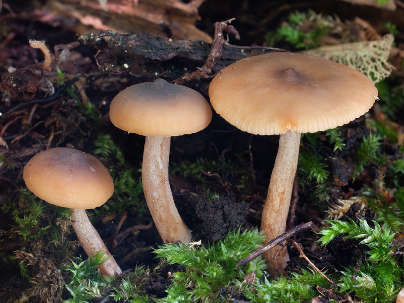 Lactarius obscuratus